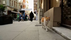 Kedi