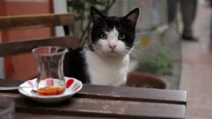 Kedi11 jpg