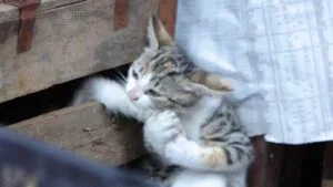 Kedi