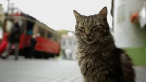 Kedi