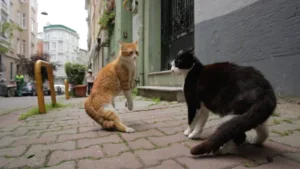 Kedi