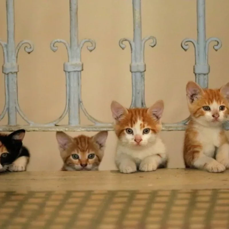 Kedi9 jpg Kedi