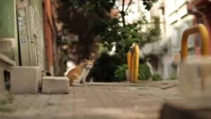 Kedi