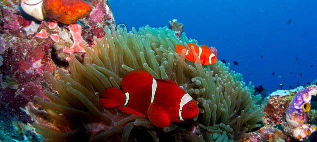 Miss Bobby_South Pacific_La Géode